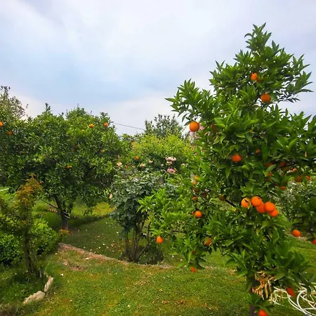 Villa Olive Tree Gokova Daily Weekly *